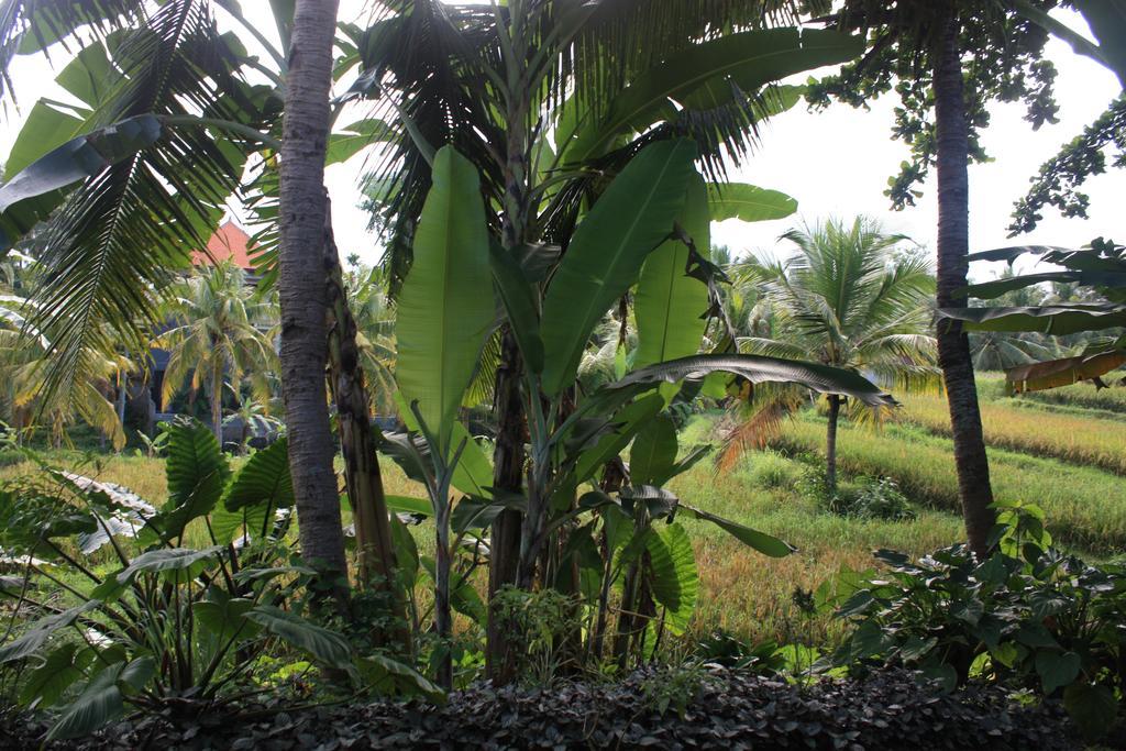Wonder-Land Villa Ubud Exterior foto