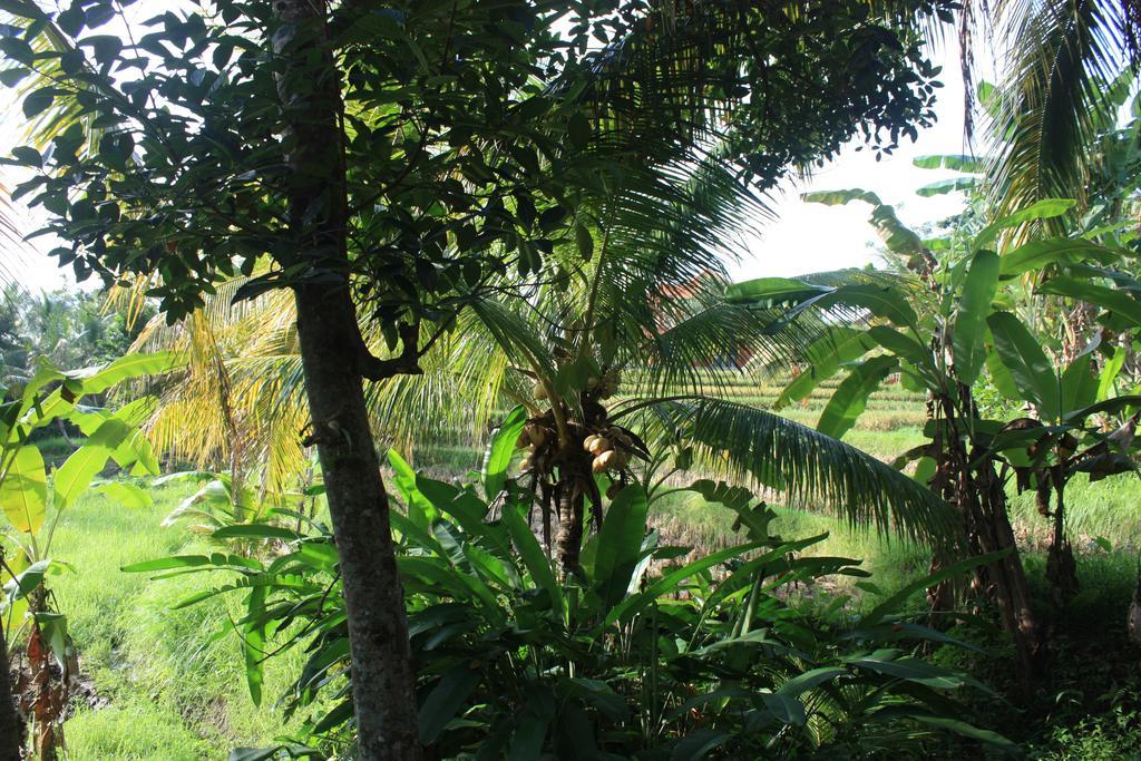 Wonder-Land Villa Ubud Exterior foto